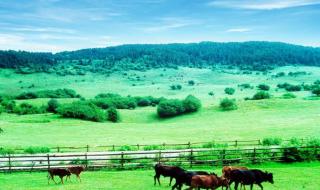 重庆仙女山旅游攻略